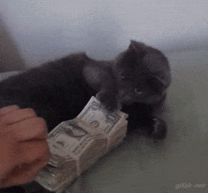 chat, giphy, gif, money