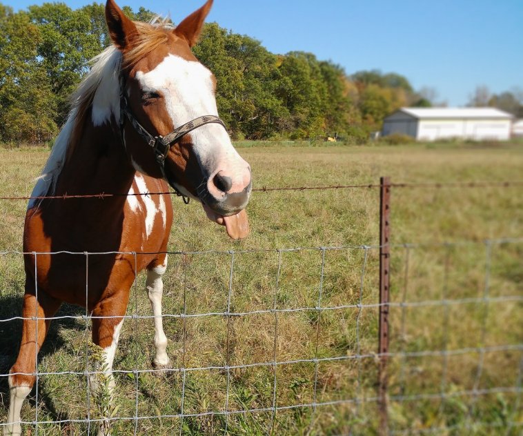 cheval énervé