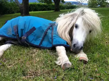 10 Bonnes Raisons D Adopter Un Poney Shetland Contre Galop