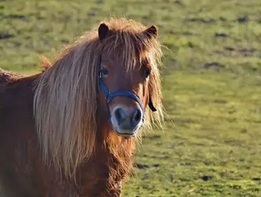 Photo De Poney Trop Mignon