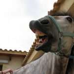 5 façons de rendre son cheval heureux (par les chevaux)