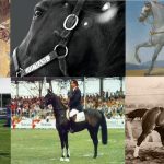 Top 10 des chevaux qui ont marqué l’histoire