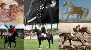 chevaux qui ont marqué l'histoire
