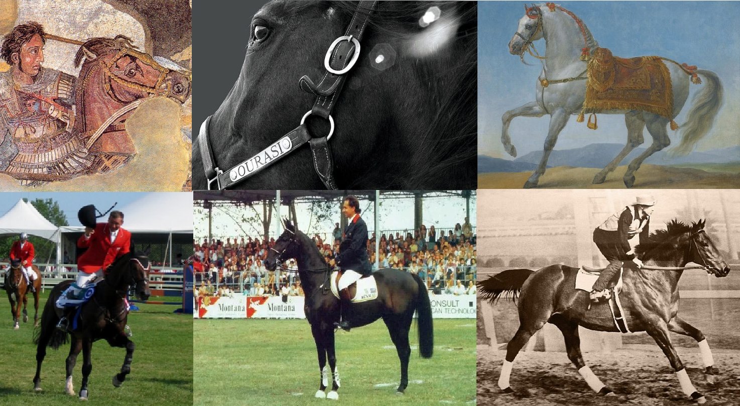 chevaux qui ont marqué l'histoire