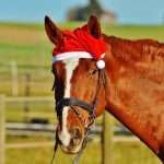 5 idées cadeau de noël pour les chevaux
