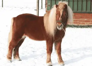 Ces Galeres De Poney Trop Mignon Auxquelles On Ne Pense Jamais Contre Galop