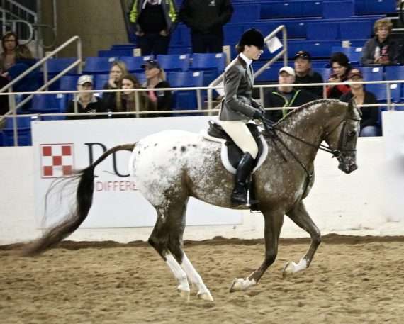 cheval de hunter