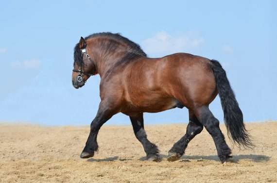 10 Raisons D Aimer Les Chevaux De Trait Contre Galop