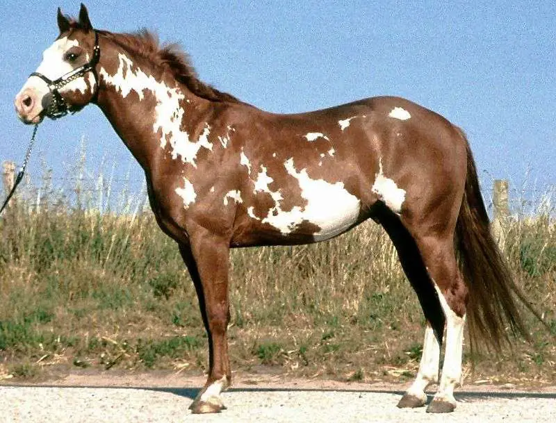 races de chevaux paint horse