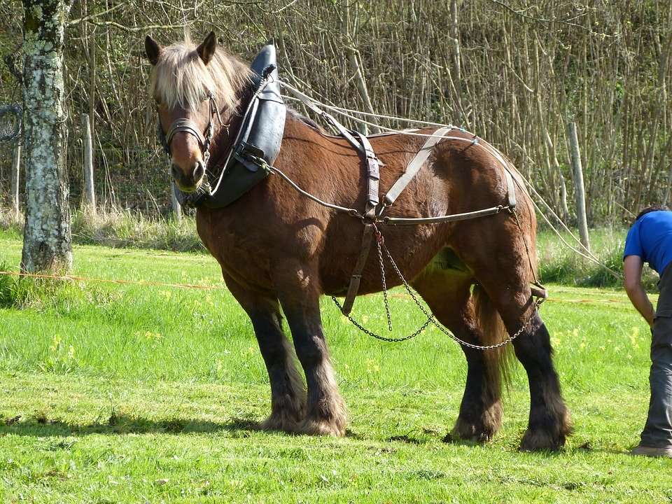 gros percheron