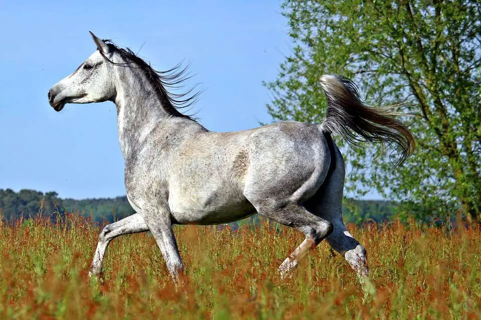 clichés sur les chevaux arabes