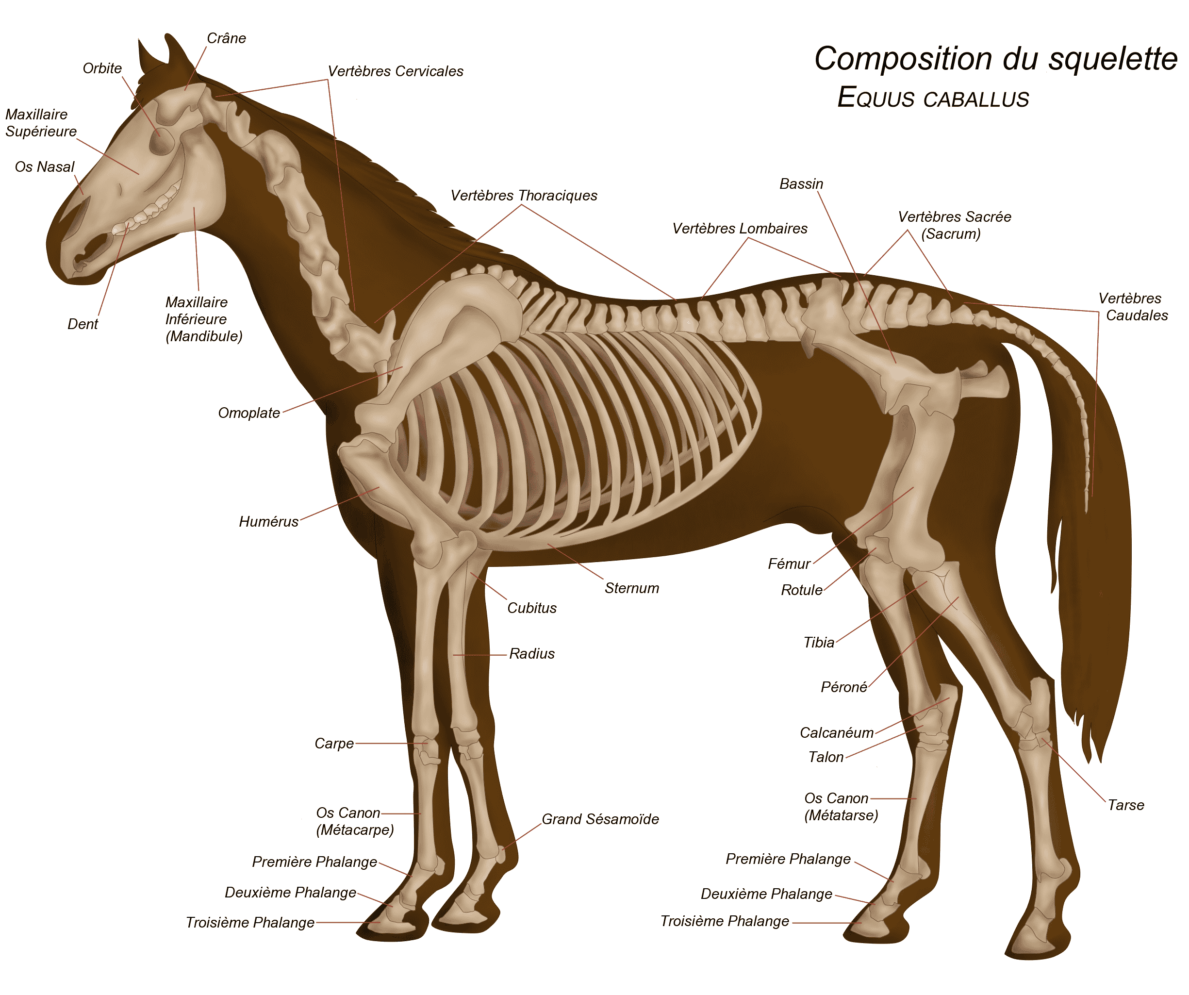 squelette cheval 