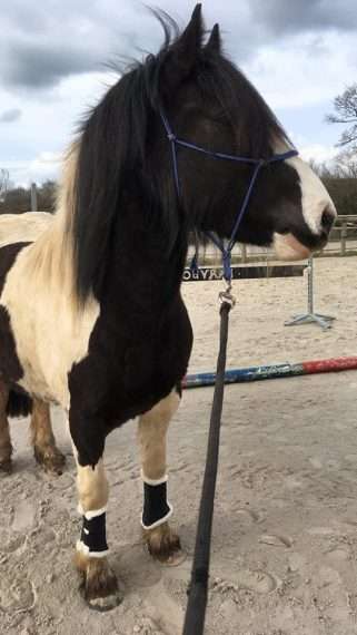 décontracter son cheval à pied