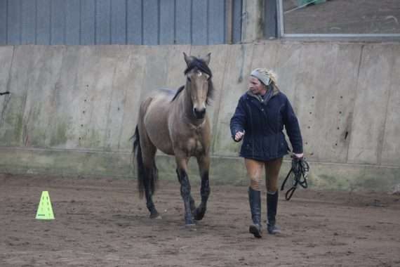 équitation éthologique