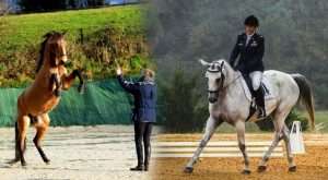 équitation classique débats