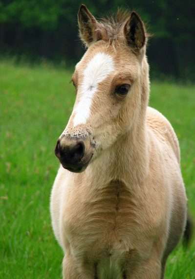 Idees De Noms Pour Poulains Pour 18 Contre Galop