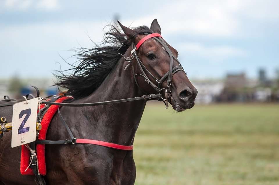 race de cheval trotteur