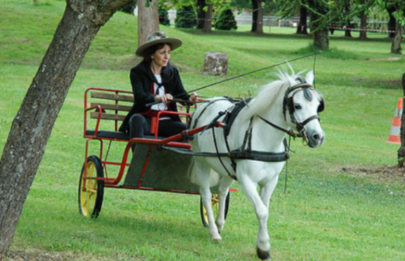 attelage poney