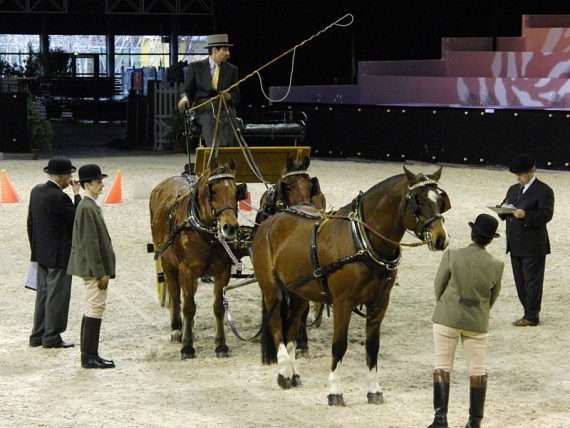 attelage de tradition
