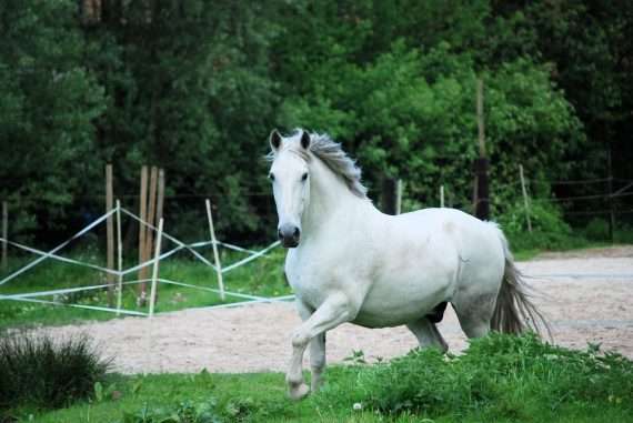 cheval blanc laine
