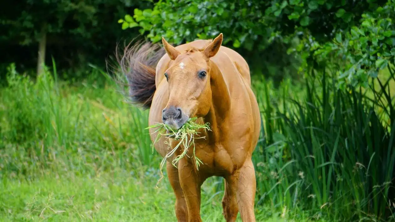cheval manger herbe 