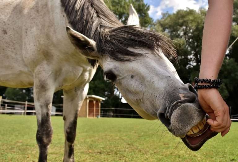 Pferd Leckt Sich Ständig Das Maul Ces réflexions de non cavaliers qu'on ne veut plus entendre - Contre