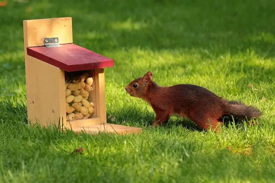 un écureuil qui mange des cacahuètes