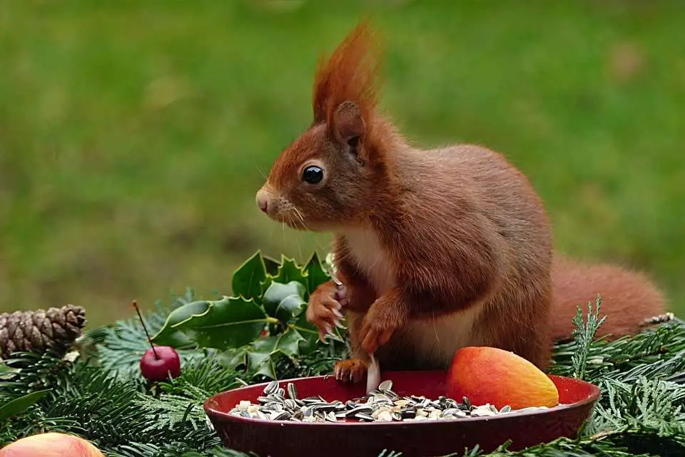 écureuil qui mange des graines de tournesol