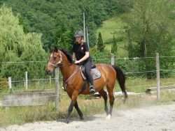 monter en licol
