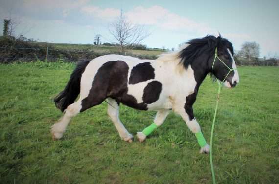 locomotion cheval