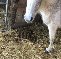 crottin de cheval