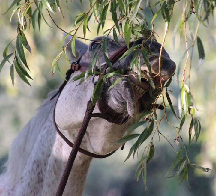 cheval herbivore