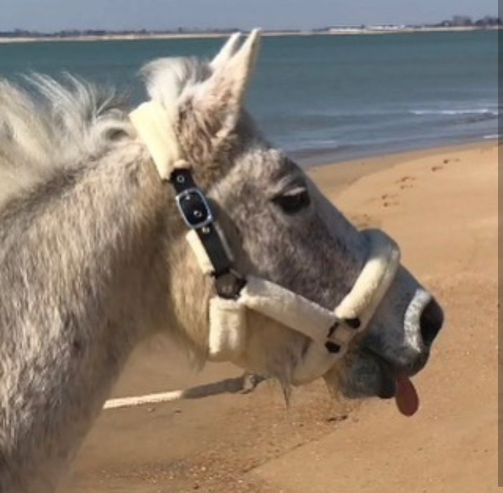 cheval qui tire la langue