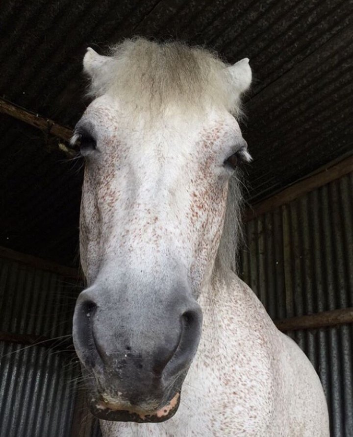 oreilles en arrière cheval