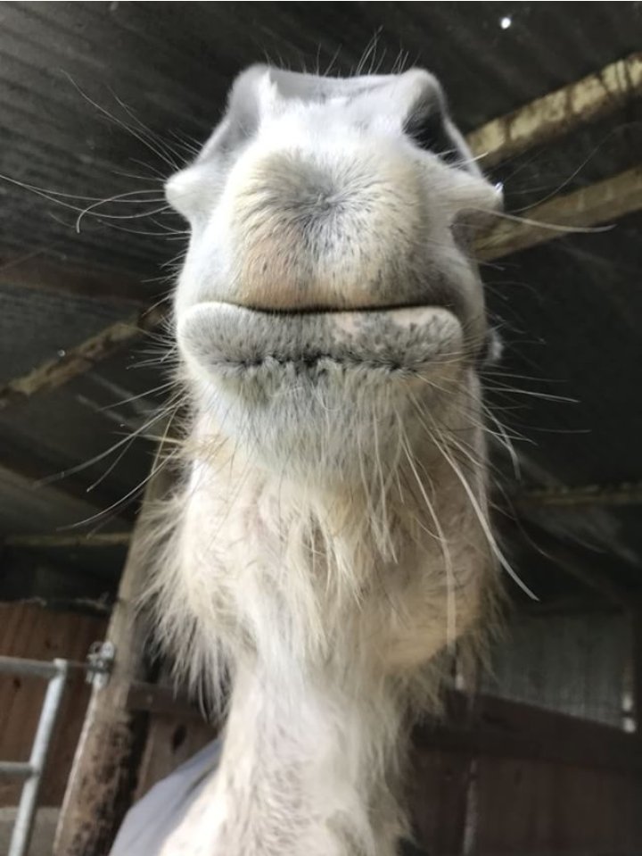 moustache de cheval