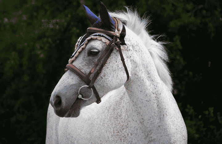 portrait de cheval 