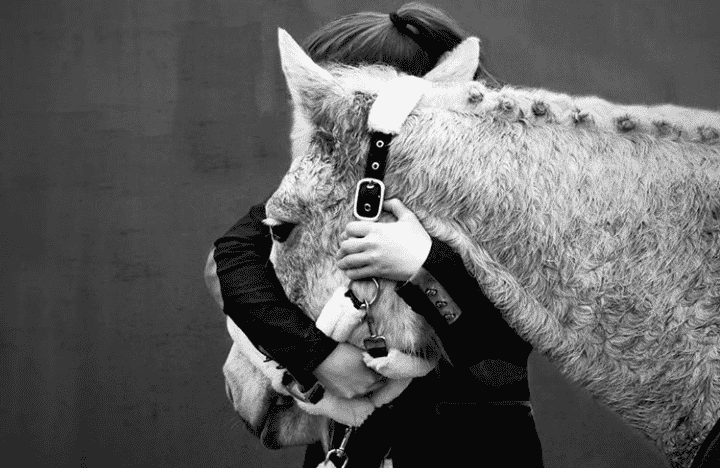 cheval en noir et blanc