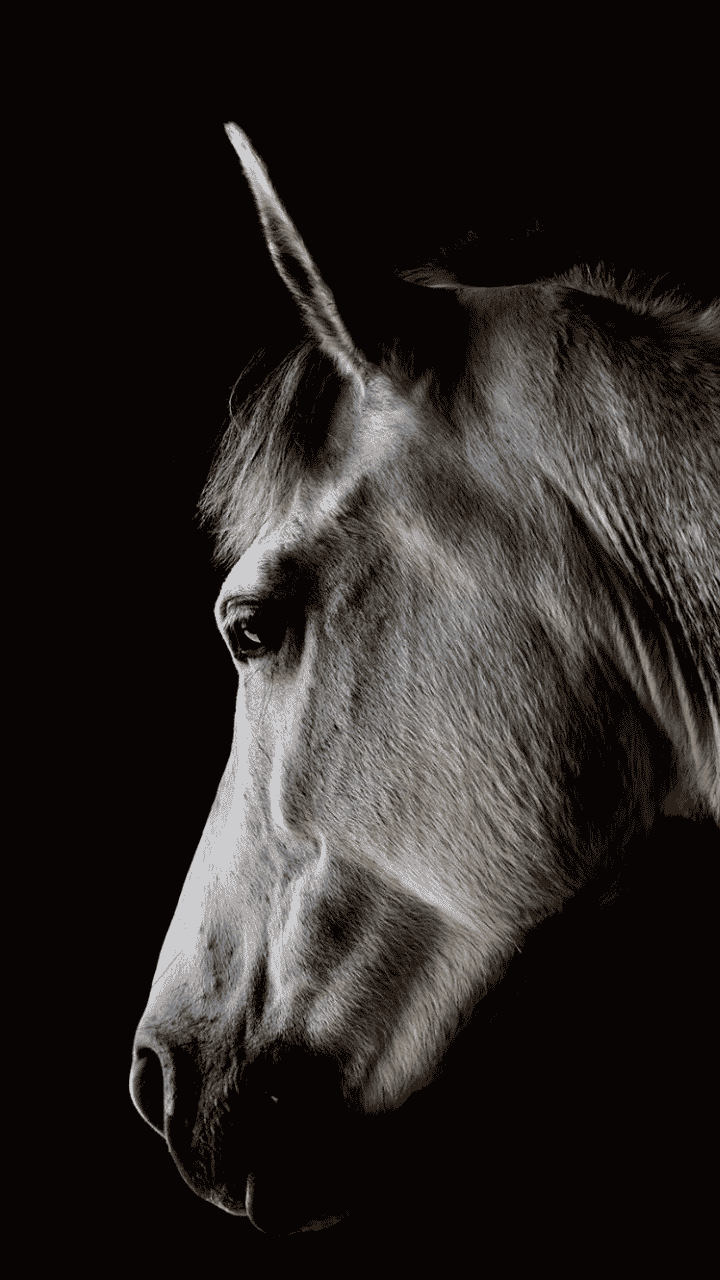 fond noir cheval