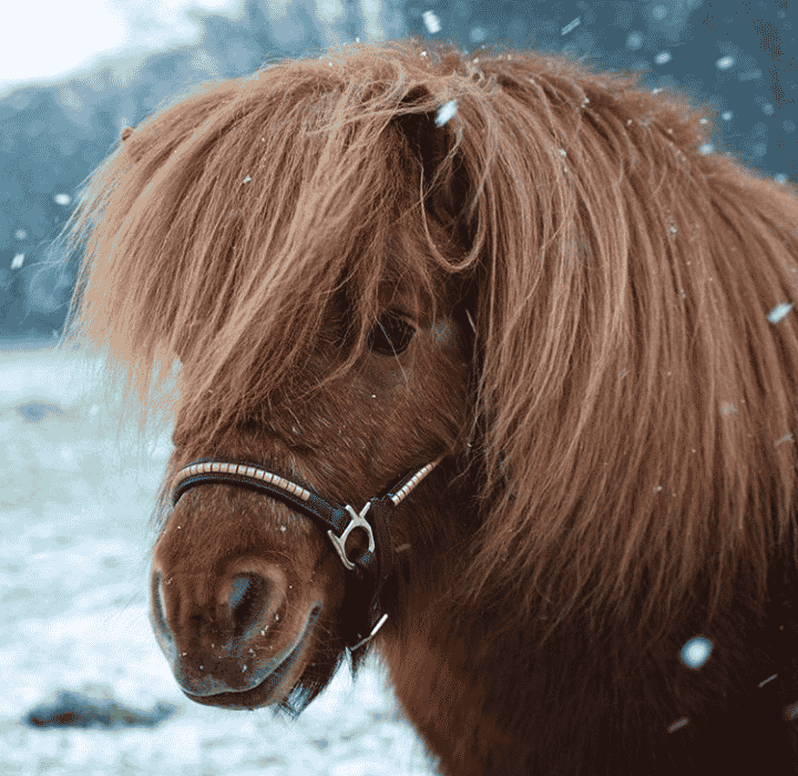 poney sous la neige