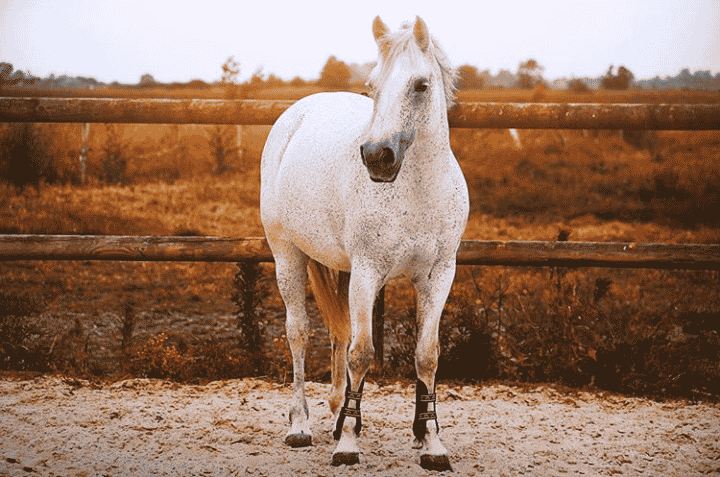 photo de cheval soleil