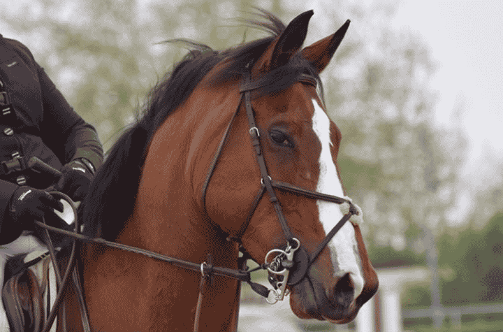 regard cheval