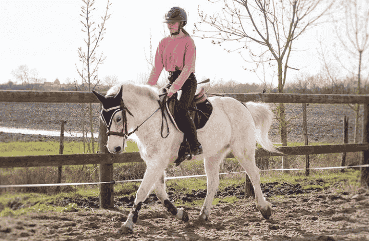 entraînement équitation