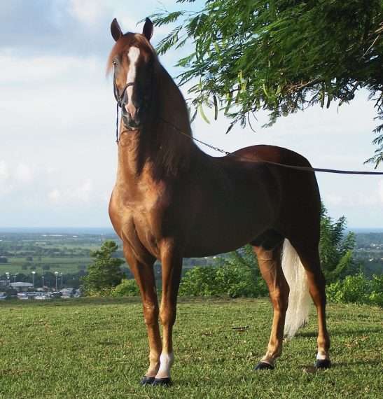 beau cheval