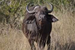 cuir de buffle