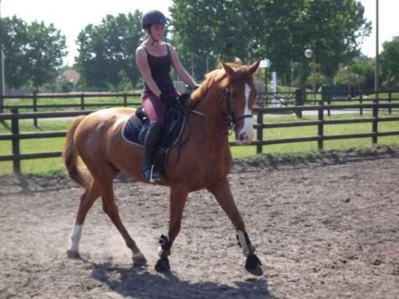 cheval marron