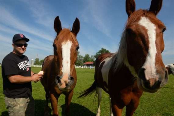 chevaux alezans