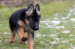 berger allemand