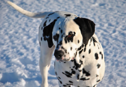 dalmatien