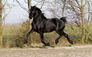 frison cheval noir