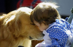 golden retriever